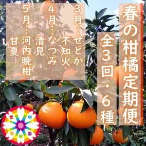 【発送月固定定期便】愛咲果樹園「春の柑橘定期便」(3月～5月)【G71-33】全3回【4069716】