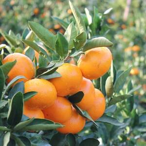 真穴みかん【2Lサイズ】約5kg【E43-11】【1654525】