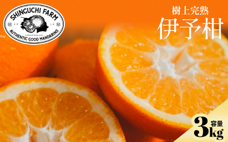 老舗農家が見極めたプレミアム【伊予柑3kg】【愛媛県川上産】【C70-94】【1671254】