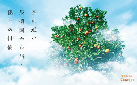 天空の果樹園から届く そらせとか【訳あり】 (3kg)【C95-3】【1668442】