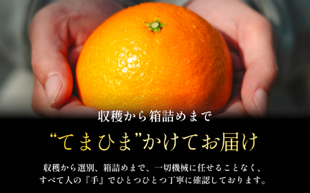 【紅まどんなと同品種】老舗農家が見極めたプレミアム【まどんな 1.5kg】【C70-135】【1684527】
