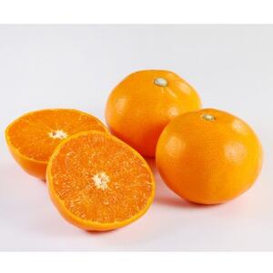 【家庭用】せとか1.5kg【A21-54】【1682655】