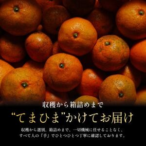 今シーズン発送開始!【訳あり】愛媛みかん 11kg 愛媛県産【C70-136】【1686736】