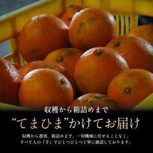 今シーズン発送開始!【訳あり】まどんな 3kg【紅まどんな と同品種】【D70-140】【1688016】