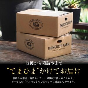 【プレミアム柑橘 贅沢食べ比べセット】甘平2kg+せとか2kg 高級2品種【F70-145】【1689222】