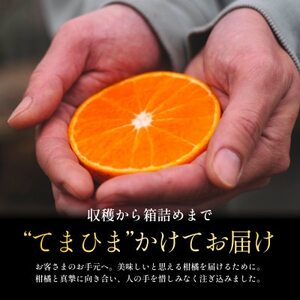 紅プリンセスと同品種「甘平×まどんな」愛果48号【1.5kg】《新品種》【家庭用】【C70-146】【1689784】