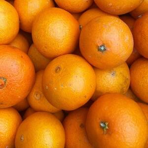 【ご家庭用】甘平×まどんな 2kg「紅プリンセス」と同品種 愛媛果試48【C25-317】【1713693】