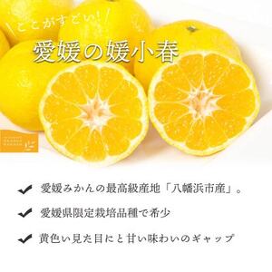 【ご家庭用】媛小春 2.5kg 愛媛県 八幡浜市 西宇和地区 希少な幻の柑橘【C25-323】【1714072】