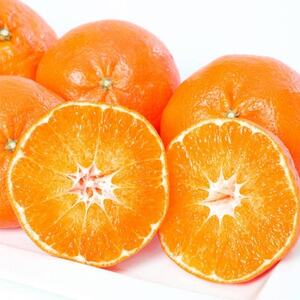 甘平 4kg 愛媛県 八幡浜市 西宇和地区 扁平で濃い味【E25-331】【1714520】