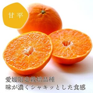 【訳あり】甘平 1.5kg 愛媛県 八幡浜市 西宇和地区 扁平で濃い味【C25-333】【1714523】