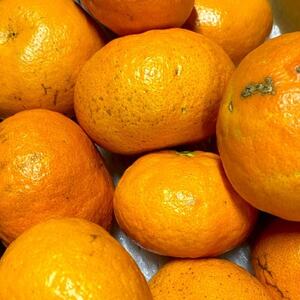 【訳あり】甘平 1.5kg 愛媛県 八幡浜市 西宇和地区 扁平で濃い味【C25-333】【1714523】