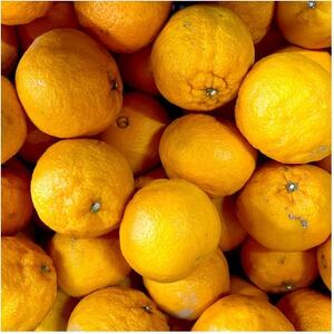 【訳あり】不知火 7kg みかん 愛媛県 八幡浜市 西宇和地区【D25-375】【1718387】