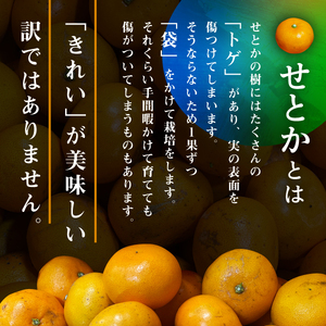 三代目のわけありせとか4kg【サイズ不揃い・傷】【C31-34】【配送不可地域：離島】【1488065】 YWTAC023