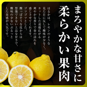 三代目のはるか4kg【D31-8】【1042520】 YWTAC005