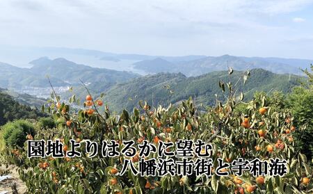 甘さにニッコリ日本最大級の柿「富士柿」約5キロ 【D39-15】【配送不可地域：離島・北海道・沖縄県】【1236930】 YWTF007