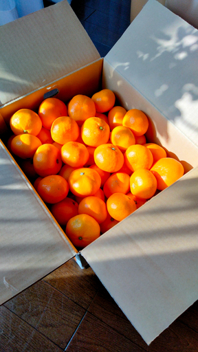 【甘みが濃縮されたみかん】愛媛で育った夕やけみかん【極】3kg【C49-25】【1508877】 YWTZ017