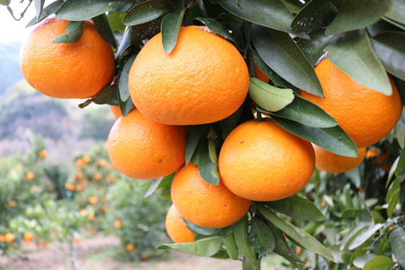 「熟成」八幡浜産いよかん約4kg【C28-6】【1122251】 YWTN003