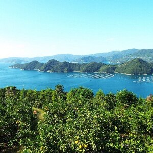 「熟成」八幡浜産いよかん約4kg【C28-6】【1122251】 YWTN003