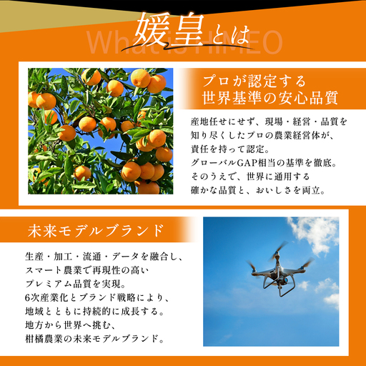 最高級みかん 媛皇 清見 2kg 愛媛県 八幡浜市 西宇和地区 柔らかい果肉【D25-348】【配送不可地域:離島】【1716845】 YWTAP289