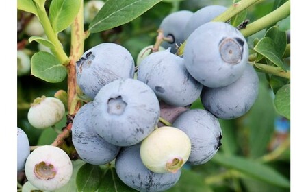 完熟手作りブルーベリージャム(180g入)3瓶セット メルファーふたがみ