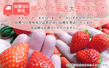 いちご 「あまおとめ」 または 「紅い雫」 約400g  ichigo okabe 【期間限定】【3月頃より発送】
