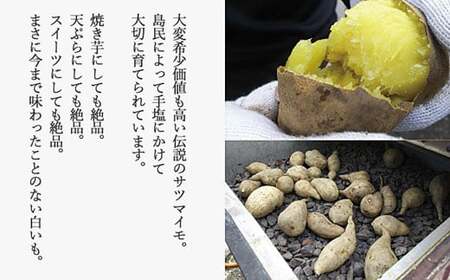 【先行予約】新居浜大島産 幻のさつまいも『白いも』 3kg 七福芋 白芋