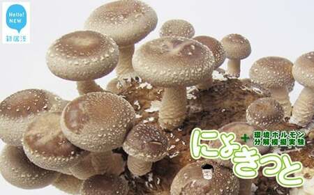 食べられる！学べる！しいたけ栽培+環境ホルモン分解模擬実験キット