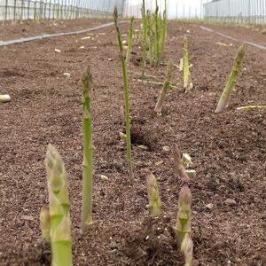 安平町出口農園 の【旨っ!】ハウスグリーンアスパラガス 800g【配送不可地域:離島】【1680762】