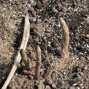 安平町出口農園 の【旨っ!】ハウスグリーンアスパラガス 800g【配送不可地域:離島】【1680762】