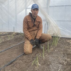 安平町出口農園 の【旨っ!】ハウスグリーンアスパラガス 800g【配送不可地域:離島】【1680762】