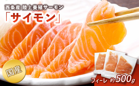 【国産サーモン】西条産陸上養殖サーモン「サイモン」冷凍フィーレ半身分（約500g）【2026年1月～4月発送】