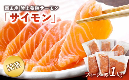国産サーモン】西条産陸上養殖サーモン「サイモン」冷凍フィーレ1匹分