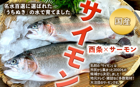 【国産サーモン】西条産陸上養殖サーモン「サイモン」冷凍フィーレ1匹分（約1㎏）【2026年1月～4月発送】