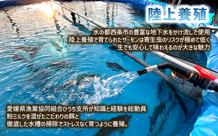 【国産サーモン】西条産陸上養殖サーモン「サイモン」冷凍フィーレ1匹分（約1㎏）【2026年1月～4月発送】