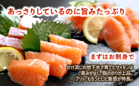 【国産サーモン】西条産陸上養殖サーモン「サイモン」冷凍フィーレ1匹分（約1㎏）【2026年1月～4月発送】