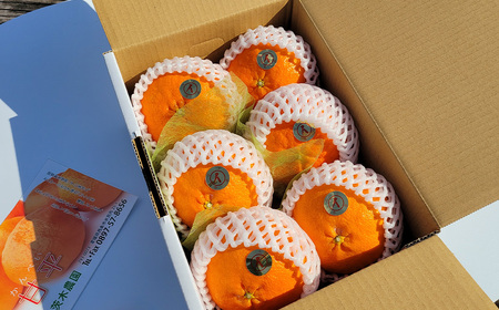 【甘平】【愛媛限定栽培柑橘】甘平(かんぺい) 贈答用 約1.7㎏（5～7玉）茨木農園