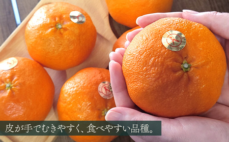 【甘平】【愛媛限定栽培柑橘】甘平(かんぺい) 贈答用 約1.7㎏（5～7玉）茨木農園