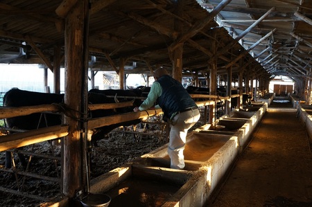 伊予牛絹の味 焼肉用 カルビ・モモ 500g (冷凍)｜ 黒毛和牛 A4～A5