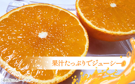 【先行予約】 愛媛オリジナル品種 「紅まどんな」（秀品 約３kg） 2025年11月下旬～12月下旬発送 【オンライン決済限定】 JA東予園芸　紅まどんな 柑橘 まどんな
