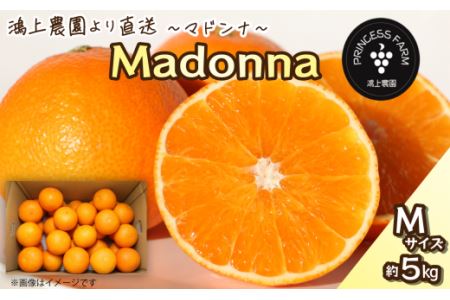 【先行予約】 農園直送 「Madonna（ 愛媛果試第28号 ）」Ｍサイズ 約5㎏　 2024年11月下旬～2025年1月中旬頃発送　まどんな マドンナ 家庭用 愛媛県オリジナル品種 柑橘