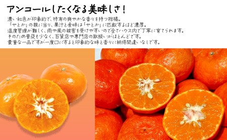 【先行予約】ハウスアンコール（秀品約２kg）｜柑橘 愛媛 かんきつ