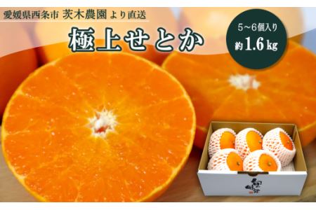 【先行予約】 茨木農園の「 極上せとか 」約1.6kg（5～6個入り） 2025年2月下旬～3月発送　せとか 先行予約 みかん 西条市 愛媛