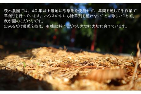 【先行予約】 茨木農園の「 極上せとか 」約1.6kg（5～6個入り） 2025年2月下旬～3月発送　せとか 先行予約 みかん 西条市 愛媛