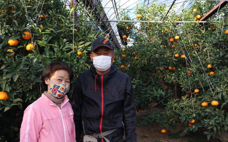 【先行予約】 茨木農園の「かんきつ玉手箱」～せとか・甘平・文旦・はるかの贅沢な詰め合せ～　2025年2月中旬～3月発送　先行予約 せとか 甘平 文旦 はるか みかん 果物 詰め合わせ 西条市 愛媛