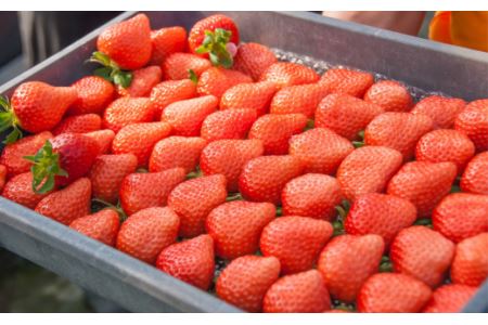 摘みたて完熟いちご「ひのいちご」(約180g×4トレー)11月下旬~4月発送|農家直送
