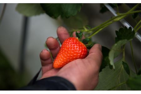 摘みたて完熟いちご「ひのいちご」(約180g×4トレー)11月下旬~4月発送|農家直送