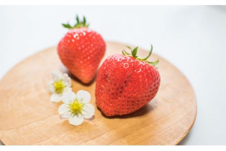 特選日野苺(約450g)~糖度12度以上を厳選~ 化粧箱 11月下旬~2月発送|農家直送 いちご