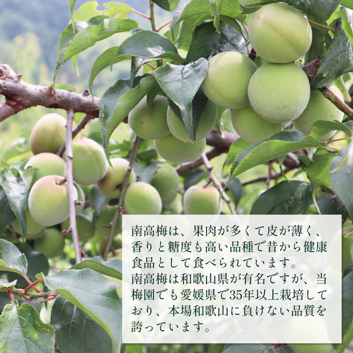 【2026年6月上旬以降発送】伊予南高梅(青梅) 約5kg〈2L～4Lサイズ〉