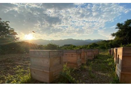 愛媛県西条市産「石鎚養蜂の百花はちみつ」（1個）　はちみつ 蜂蜜 純粋蜂蜜 百花蜜