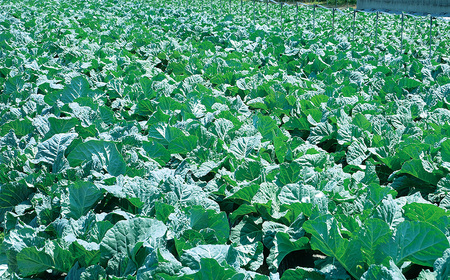 ベルデン 生のケールのオイルソース (150ml)×３個｜ トッピングソース